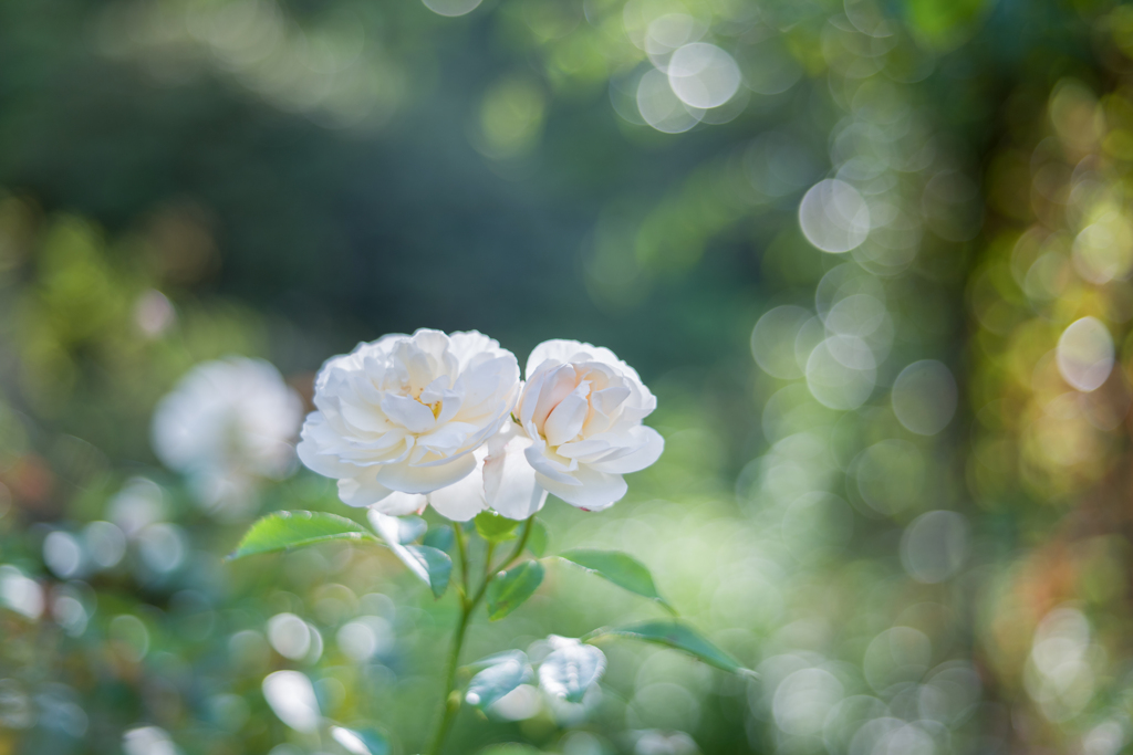 20210910 Rose collection ♡ 2021-22