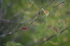 2025/10/13 今年も品薄・・・♡