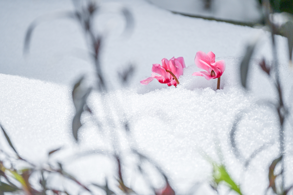 2024/02/24 雪の中から・・・♡