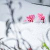 2024/02/24 雪の中から・・・♡