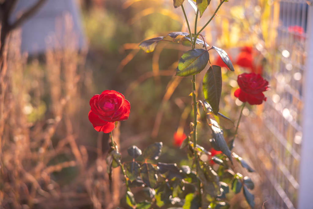 2025/11/15 Rose collection ♡ 45