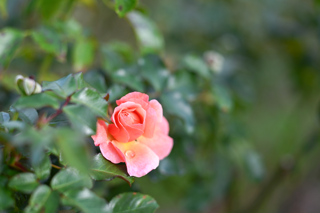 2023/10/30 Rose collection ♥ 25