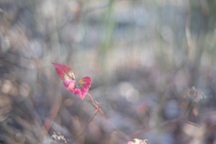 2025/12/11 Winter leaves ♡ 02