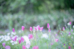 2025/05/27 花菱草・・・♡