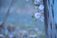 2025/11/12 Rose collection ♡ 42