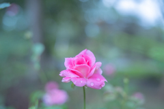 2025/09/12 Rose collection ♡ 27