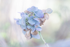 紫陽花 collection  2018-21