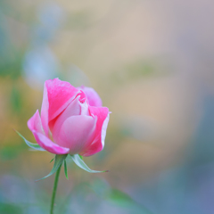 秋の薔薇　ⅸ・・・♡