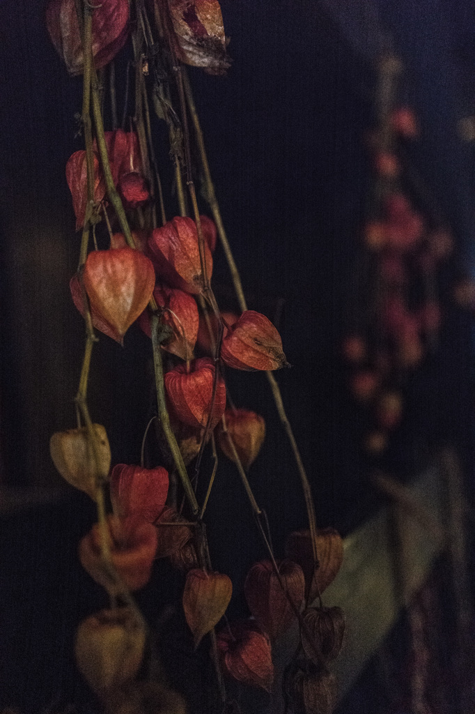 ひっそりと・・・鬼灯