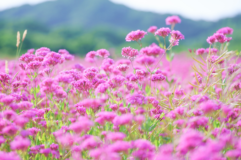 小町草畑・・・♬