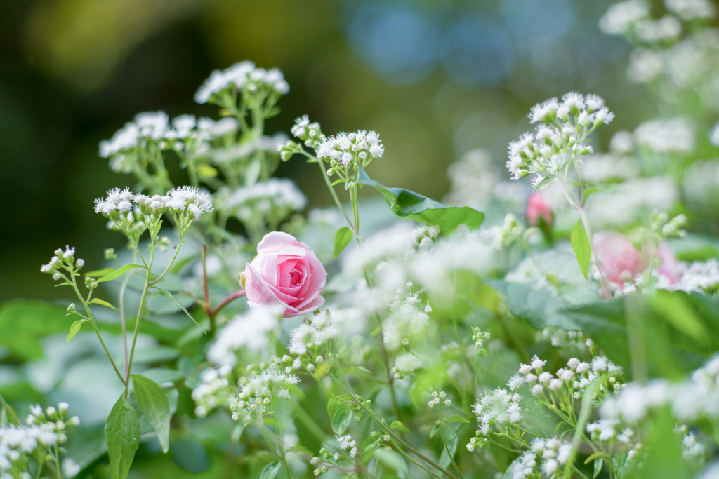 2023/10/02　Rose collection ♡ 21