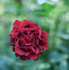 2023/06/20 Rose collection ♡ 13