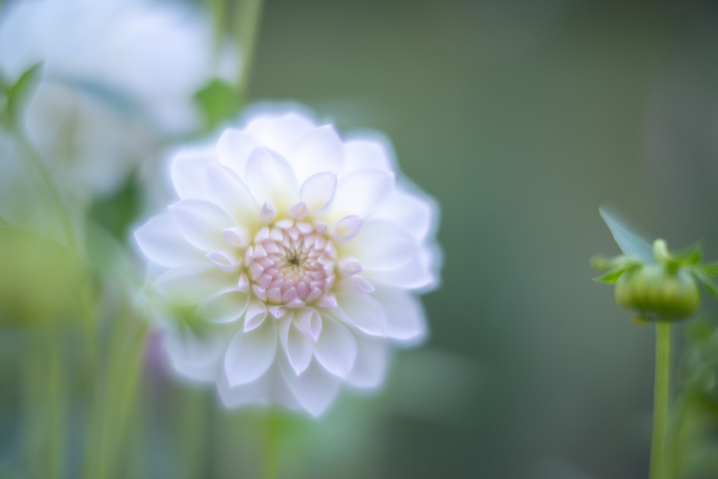 2025/10/18 ダリアの丘だより・・・♡