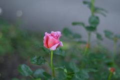 2024/05/30 Rose collection ♡ 04