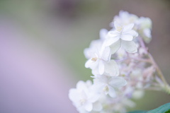 すこし愛して・・・♡