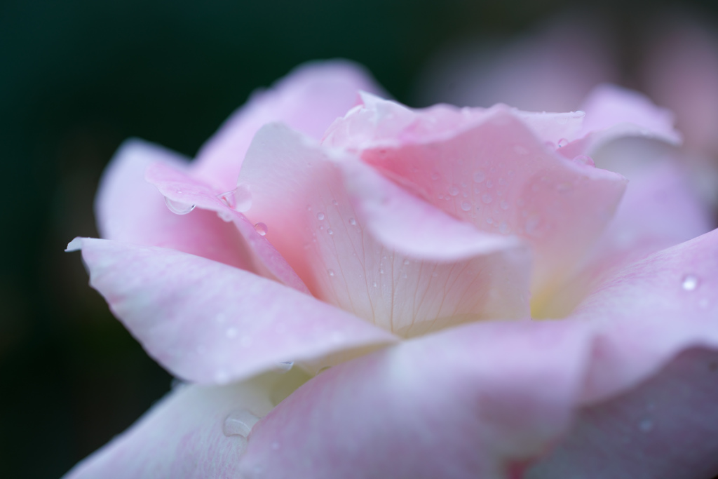 Rose collection ♡　2017-01
