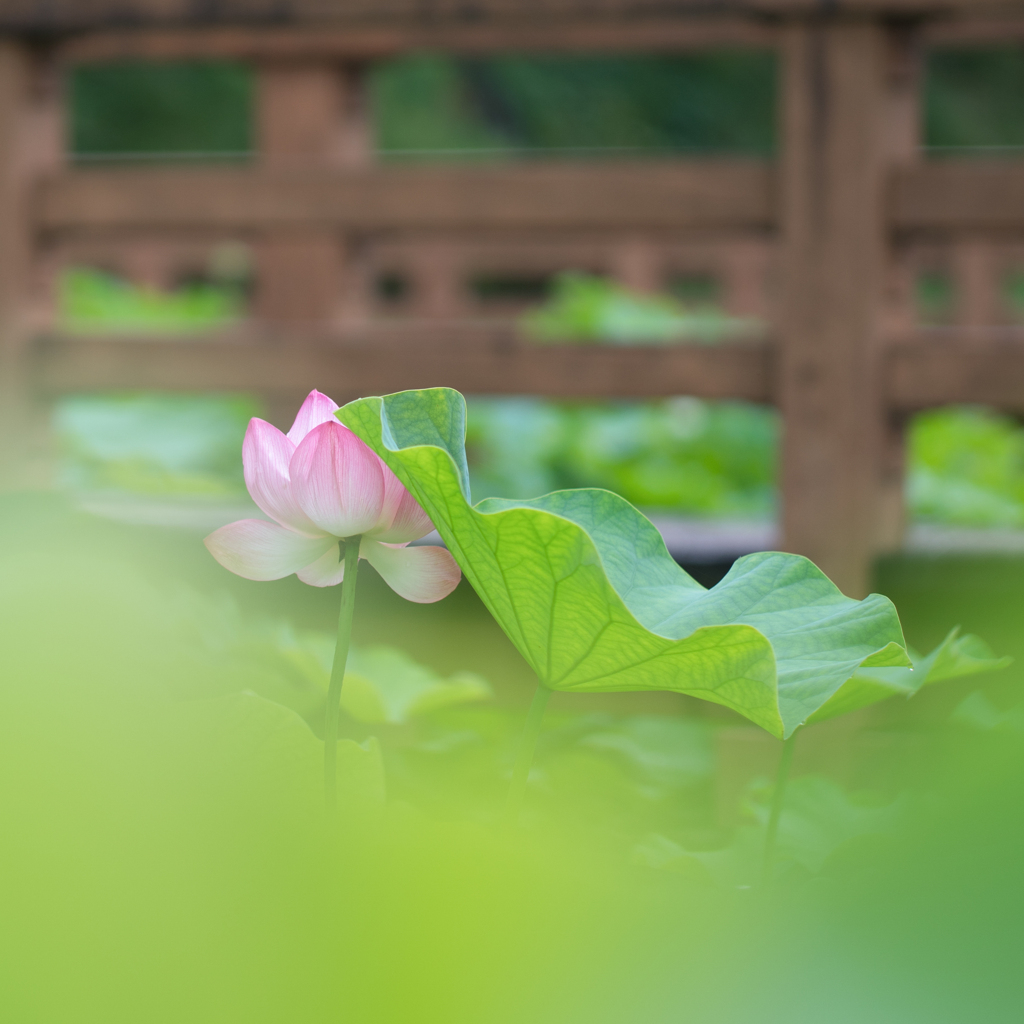 清らかな心・・・♡