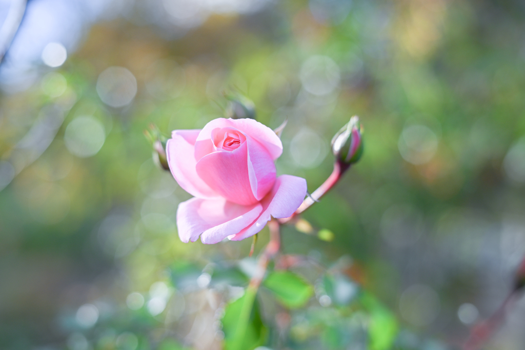 2024/11/29 Rose collection ♡ 31