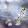 2023/03/28 丁字桜・・・♡
