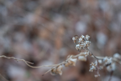 2025/12/20 冬の麒麟草・・・♡