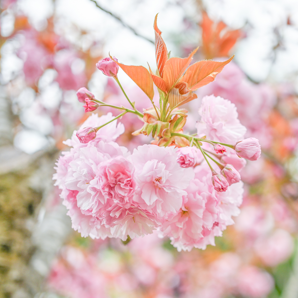 2023/04/18 懐かしbouquet・・・♡