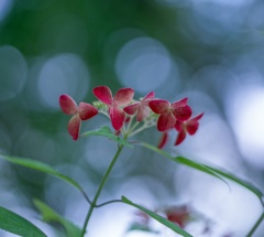 紫陽花 ♥ collection・・・2017-11