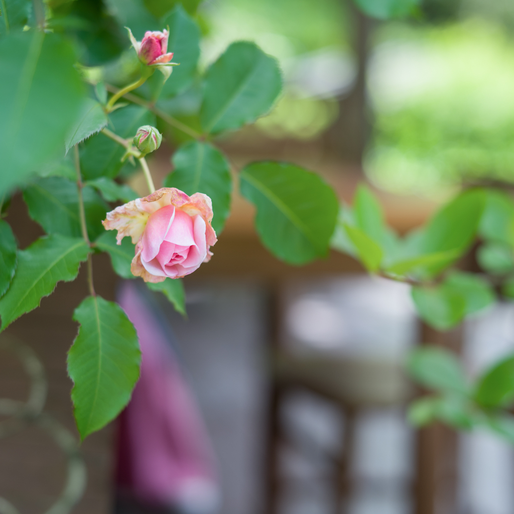 20220613 Rose collection ♡ 02