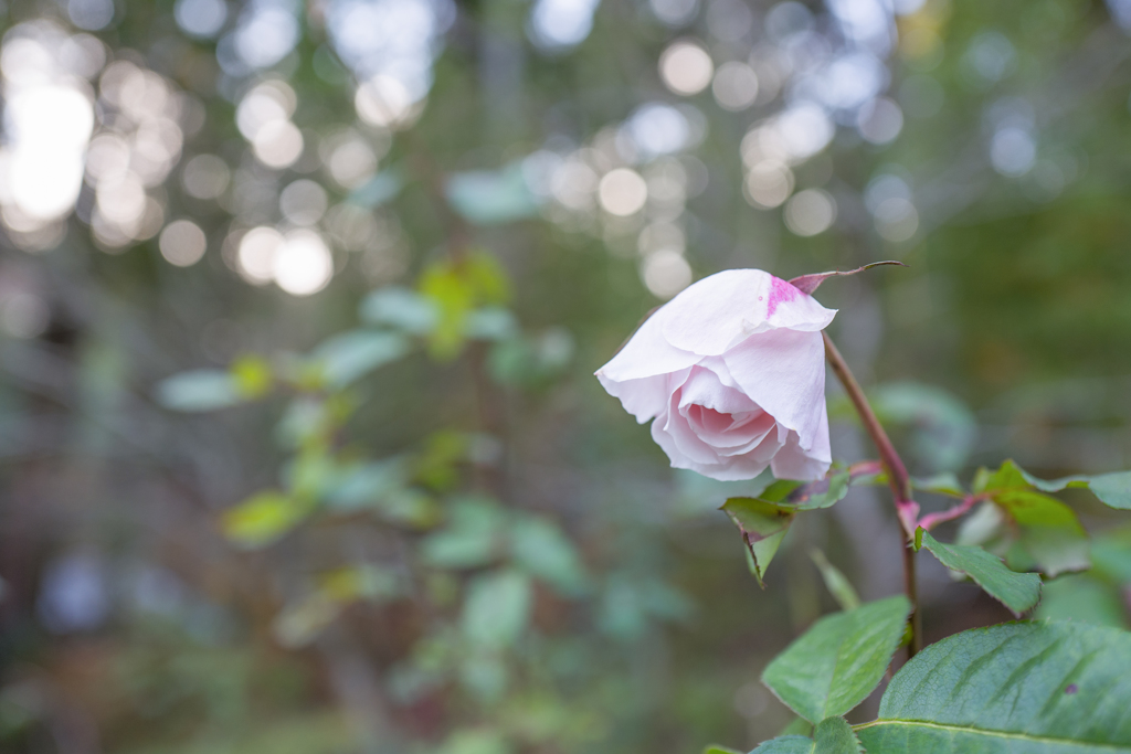 冬の薔薇・・・♡