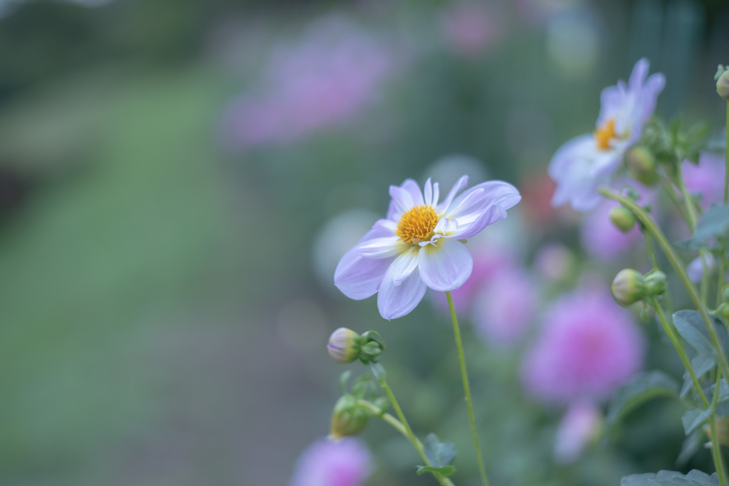 2025/10/13 ダリアの丘だより・・・♡