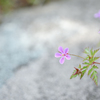 2023/04/29 姫風露・・・♡