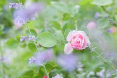 20210603 Rose collection ♡ 2021-07