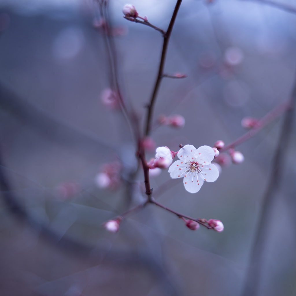 ベニバスモモ・・・♡