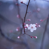 ベニバスモモ・・・♡