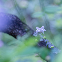 花だより・・・♪