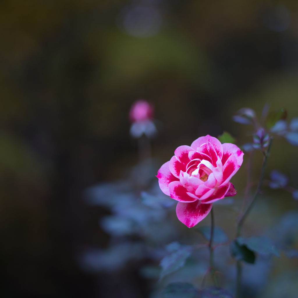Rose collection  2018-26