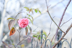 2025/01/24 Rose collection ♡ 33