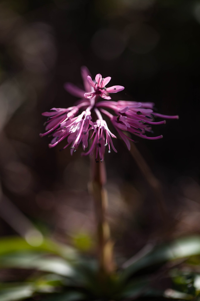 ショウジョウバカマ