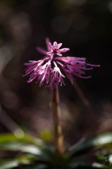 ショウジョウバカマ