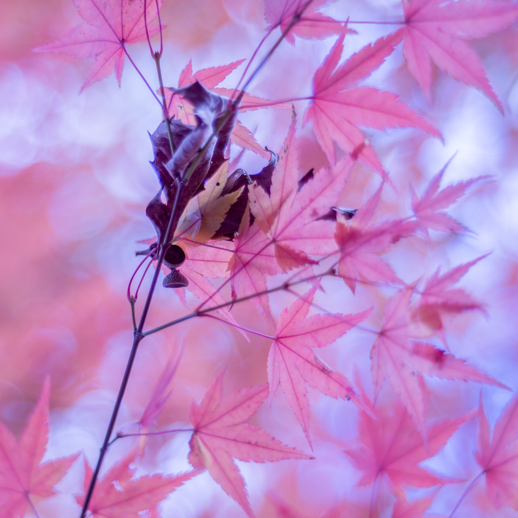 紅葉 memories・・・♪
