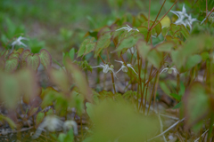 2025/04/28 イカリソウの森・・・♡