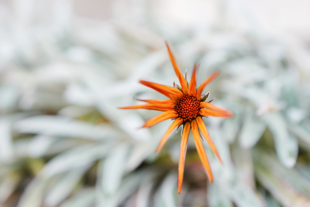 ＊ちいさな太陽・・・♬