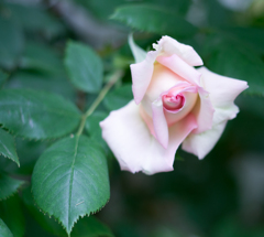 Rose collection  ♡ 2020-02