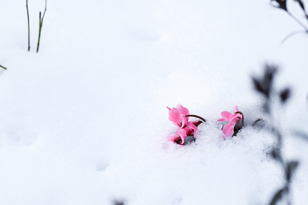 2024/01/26 雪の朝・・・♡