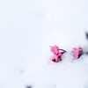 2024/01/26 雪の朝・・・♡
