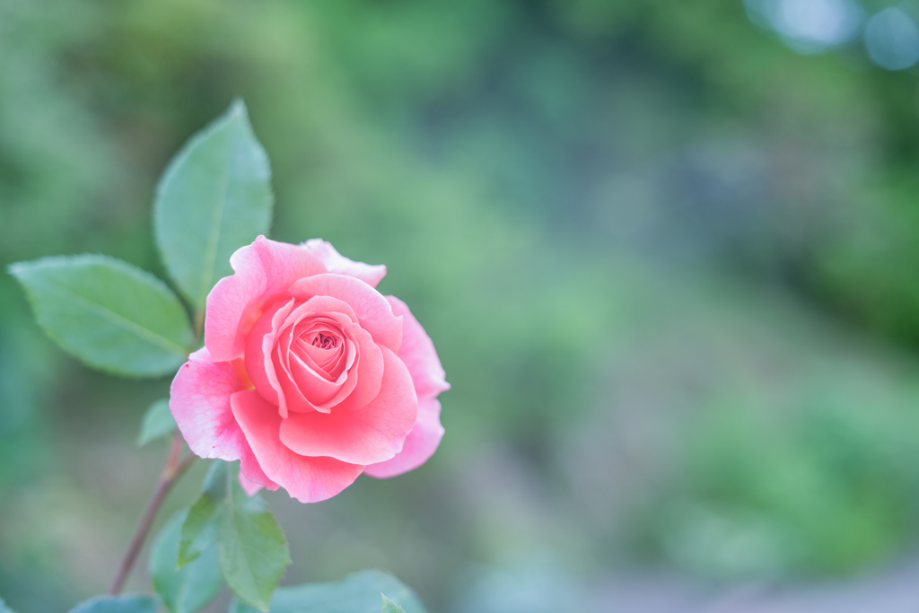 2023/06/05 Rose collection ♡ 05