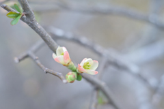 2025/03/29 木瓜・・・♡