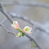 2025/03/29 木瓜・・・♡