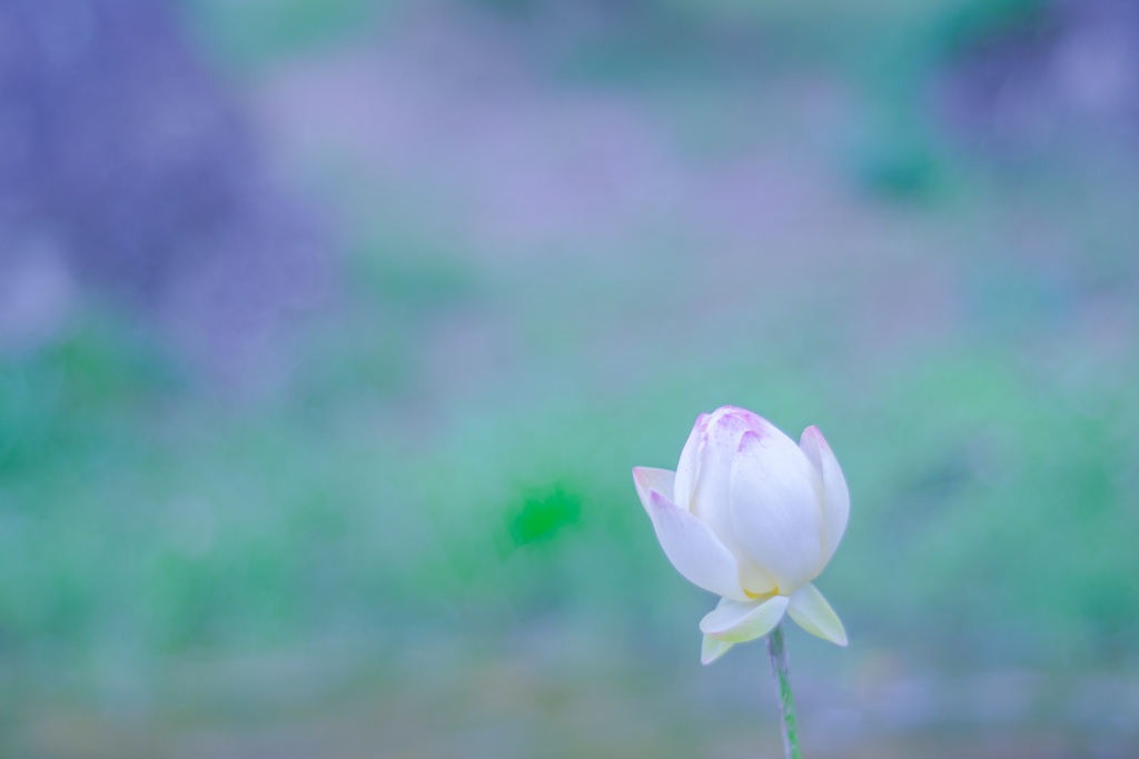 小舞妃・・・♪