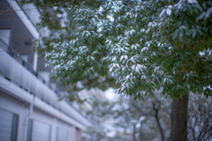 雪化粧・・・♬