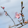 2025/03/21 開花速報・・・河津桜♡